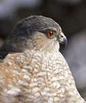 Sharp shinned Hawk 6895